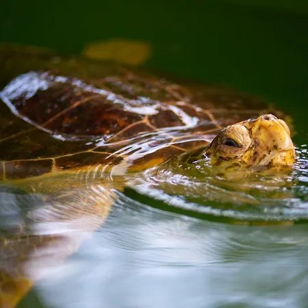 Grand Yasar 1 Villa *