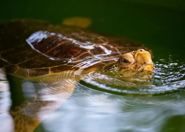 Grand Yasar 1 Villa *